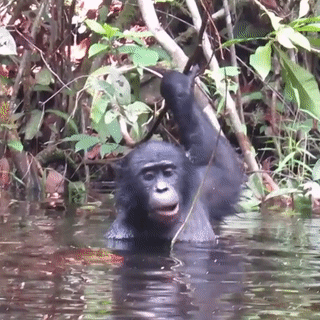 A male bonobo feeding on water lily (Nymphaea lotus) stems and leaves. This aquatic plant is an important source of minerals, and particularly iodine, for bonobos at the LuiKotale field site.