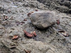 Remains of a crab on an anvil, next to a hammerstone