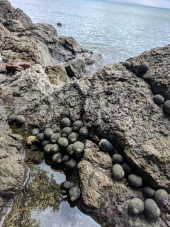 Snails on the coast of Jicarón, which are consumed by both tool-using and non-tool using Coiban capuchins and will be used in the baseline of the experiment.