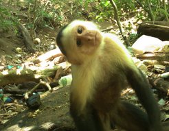 White-faced capuchin monkeys are arboreal New World primates that live in multi-male, multi-female groups ranging anywhere from 5-40 individuals. Typically, females remain in their natal group for their entire lifetime while males disperse in attempts to join other groups, and may continue to switch groups several times throughout the course of their lives. As highly social animals, they sometimes develop unique local traditions and foraging techniques through social learning. White-faced capuchins are generalist feeders, foraging on a wide variety of fruits, insects, and even small mammals. They spend the majority of the day moving across the landscape looking for food, but also taking breaks for napping, grooming, and playing.Credit: Odd Jacobson