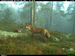 Fuchs